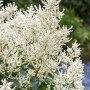 Waldgeißbart (Aruncus Dioicus) mit cremeweißen Blütenrispen im 11x11 cm Topf.