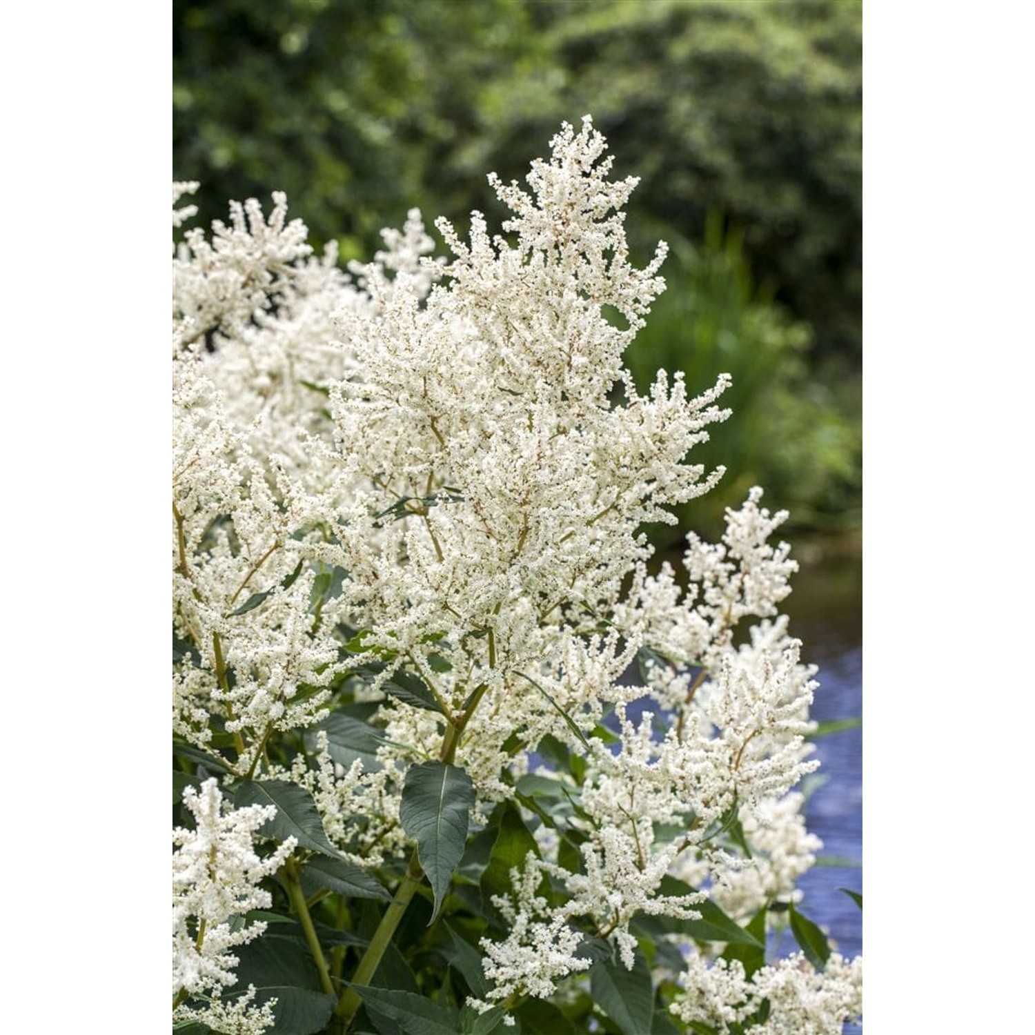 Aruncus Dioicus Waldgeißbart Ca. 11x11 cm Topf günstig online kaufen