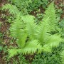 Grüner Schildfarn Polystichum Setiferum Proliferum im 9x9 cm Topf, Detailaufnahme der Blätter.
