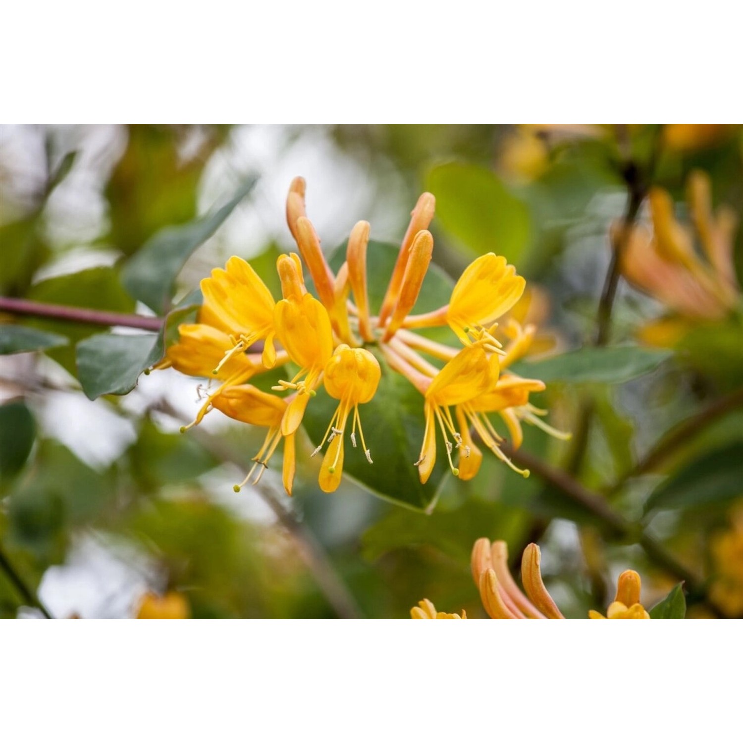 Lonicera Tellmanniana Tellmanns Geißblatt Orange-Gelb 100–150 cm günstig online kaufen