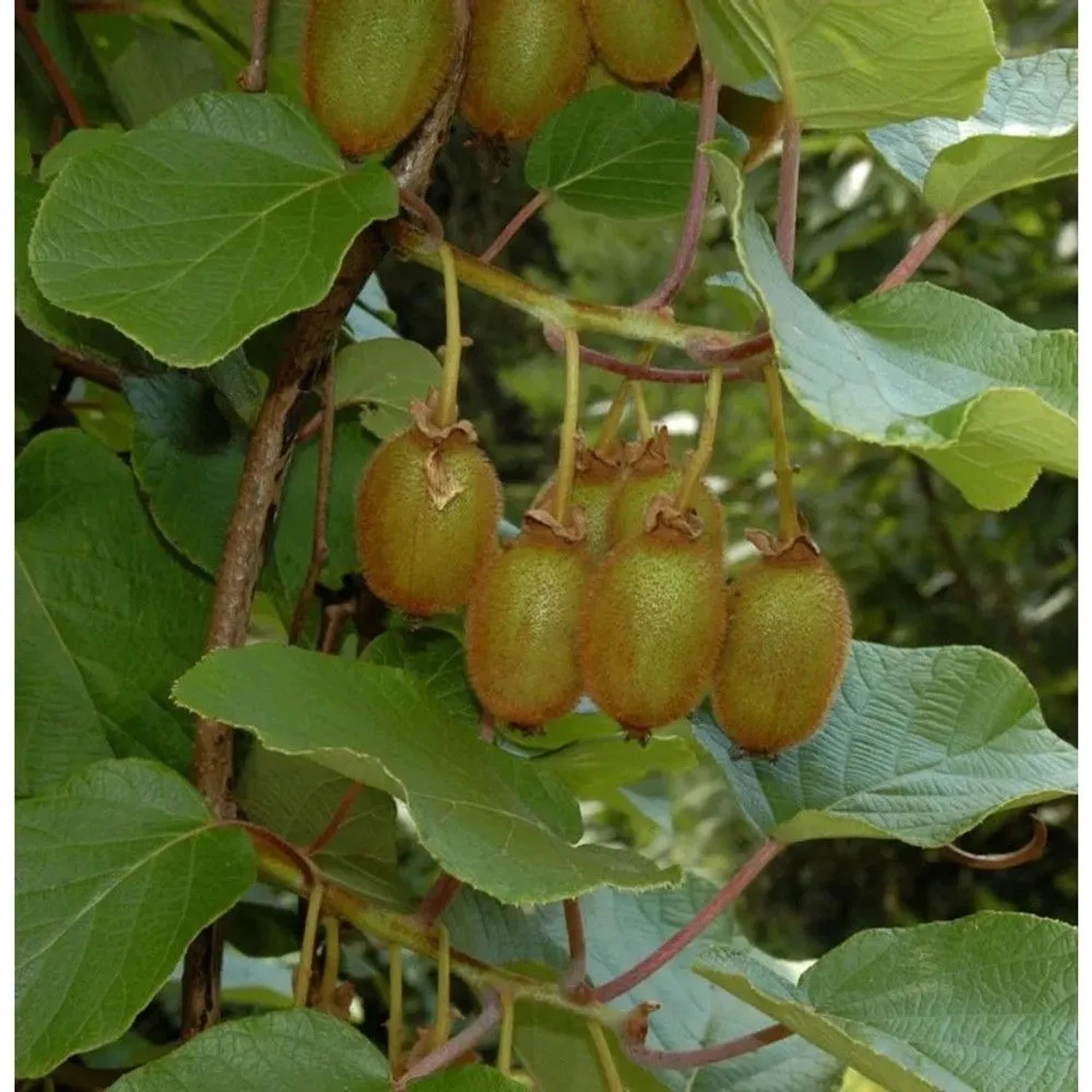 Selbstfruchtende Kiwi Issai 40-60cm - Actinidia arguta