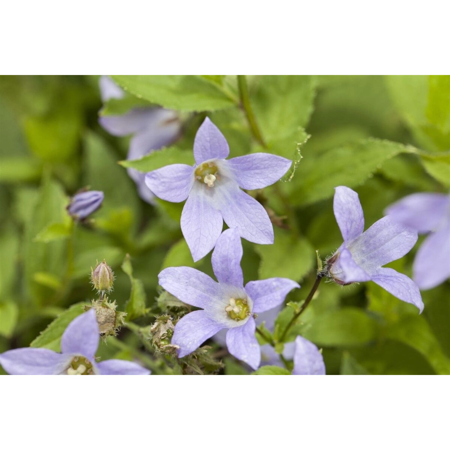 Campanula Lactiflora Dolden Glockenblume Ca. 9x9 cm Topf günstig online kaufen