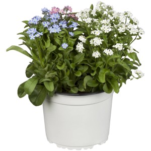 Vergissmeinnicht Monamie Trio im Topf, Blüten in Blau, Weiß und Rosa.