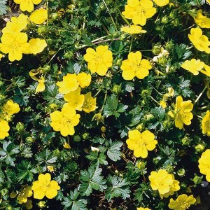 6 x Fingerkraut Potentilla aurea Topf 9cm Goldgelbe Blüten