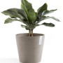 Ecopots Pflanztopf Amsterdam, braungrau, 40 cm, mit Bananenpflanze. Ideal für Innen- und Außenbereich.