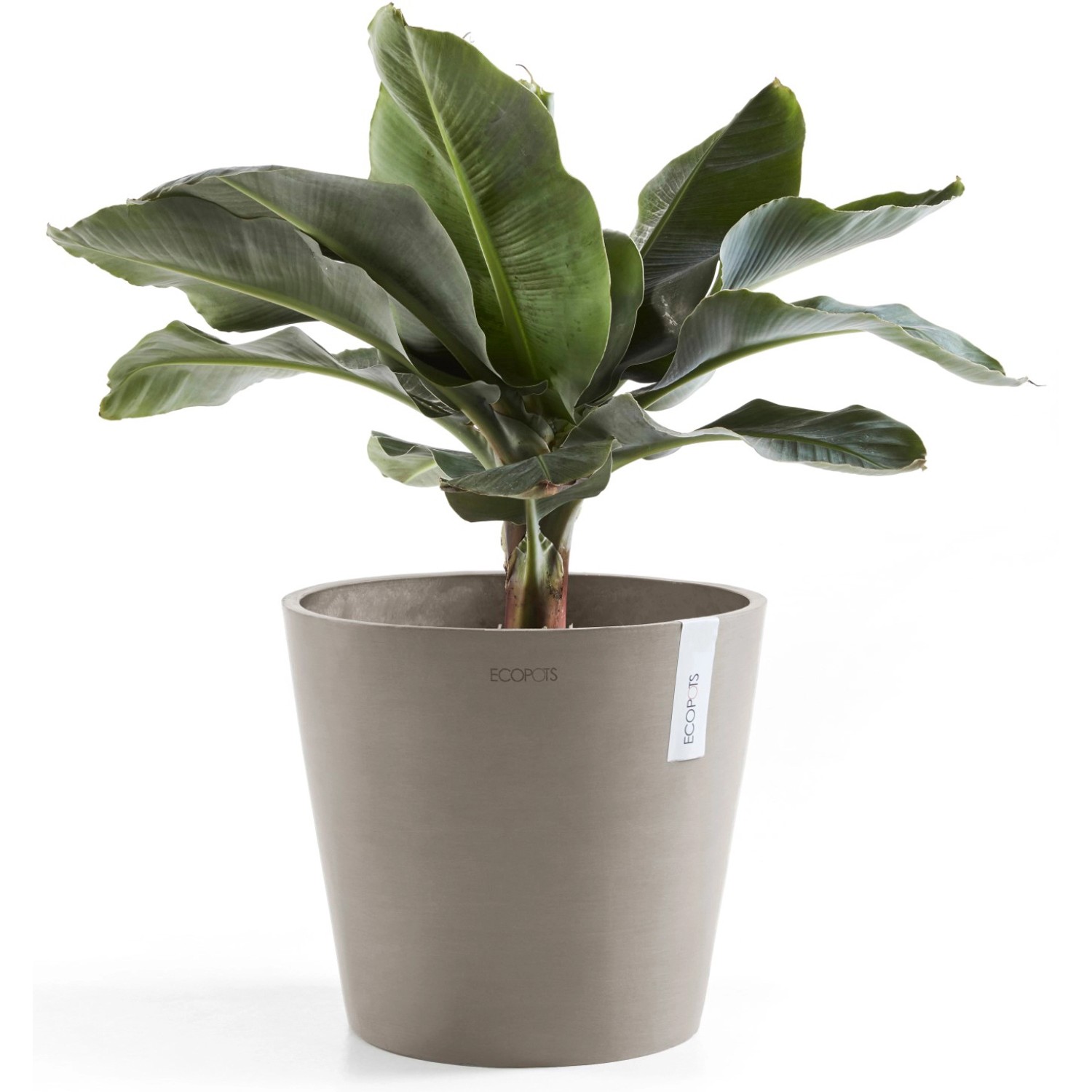 Ecopots Pflanztopf Amsterdam, braungrau, 40 cm, mit Bananenpflanze. Ideal für Innen- und Außenbereich.