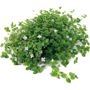 Dennerle Plants Aquariumpflanze Bacopa Australis mit kleinen weißen Blüten.