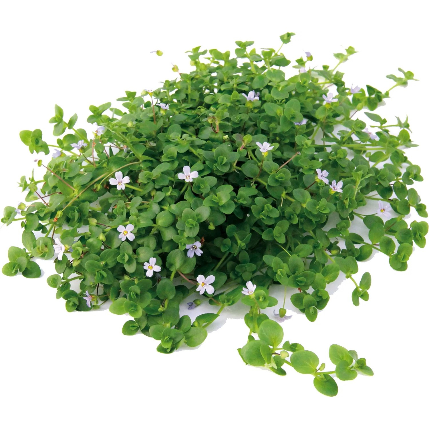 Dennerle Plants Aquariumpflanze Bacopa Australis