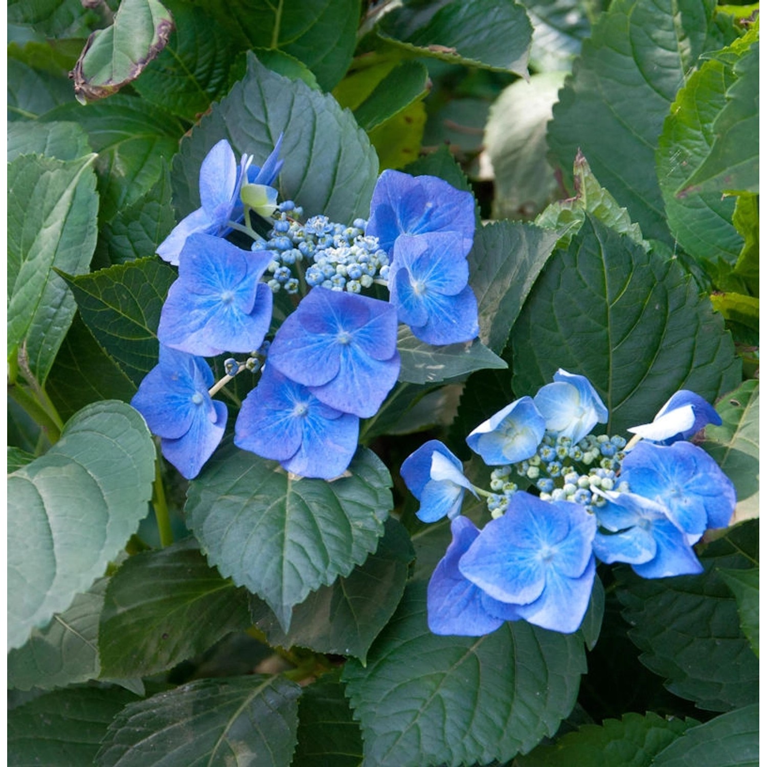 Bauernhortensie Blaumeise 30-40cm - Hydrangea macrophylla günstig online kaufen