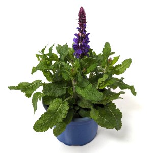 Blühender GROW by OBI Hain-Salbei 'Deep Blue' im blauen Topf, ca. 26 cm hoch.