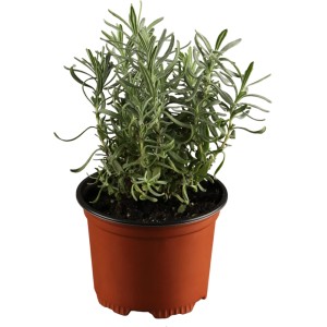 GROW by OBI Lavendel Dwarf Blue im Topf, violette Blüten und graugrünes Laub.