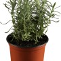 GROW by OBI Lavendel Dwarf Blue im Topf, violette Blüten und graugrünes Laub.