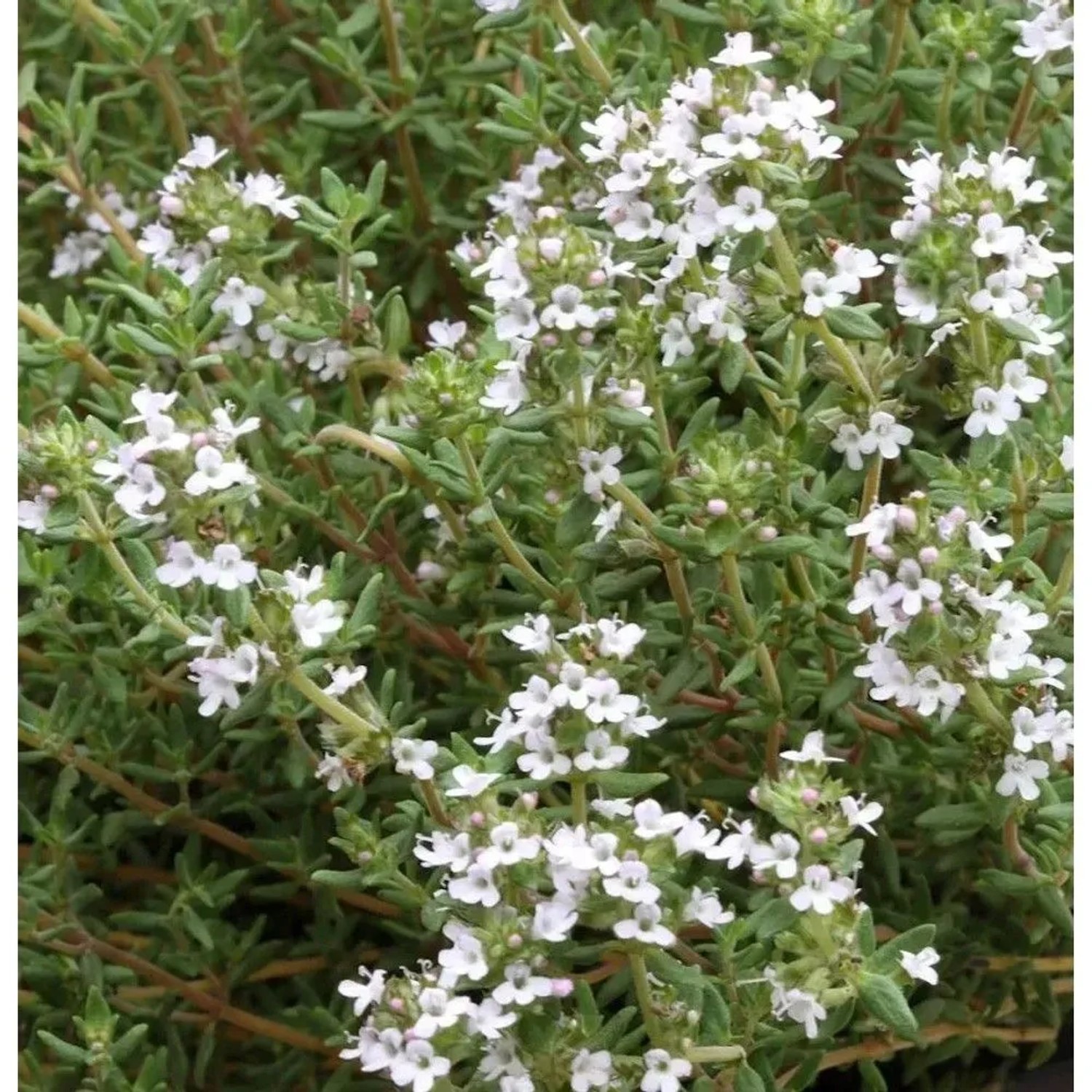 Echter Thymian Pinewood - Thymus vulgaris