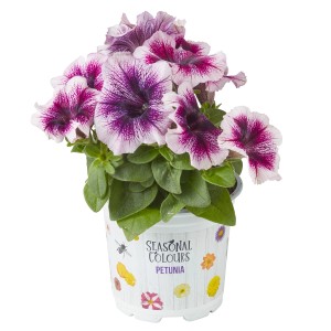 Petunie Farbmix im Topf, violett-weiße Blüten, Hängepflanze für Balkon und Terrasse.