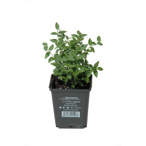 Spindelstrauch Radicans im 9 cm Topf, grüne Kriechspindel für sonnige bis halbschattige Standorte.
