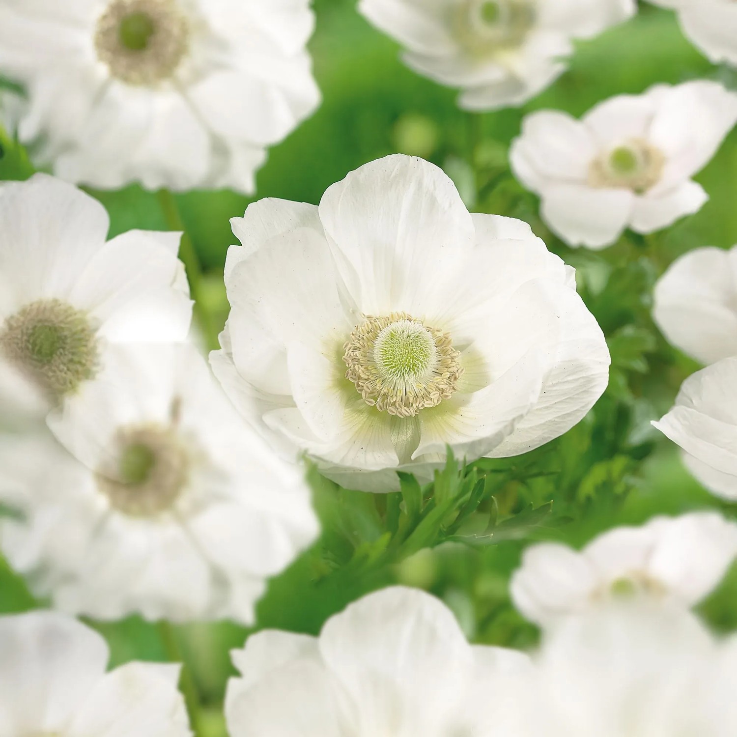 GROW by OBI Anemone coronaria The Bride