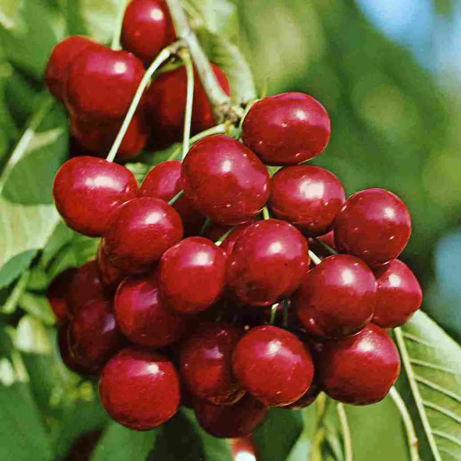 Süßkirsche Sunburst selbstfruchtbar 100 - 120 cm Prunus avium