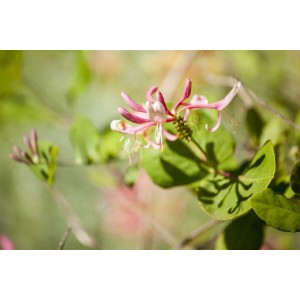 Nahaufnahme einer rosa-gelben Blüte des duftenden Geißblatts (Lonicera Heckrottii).
