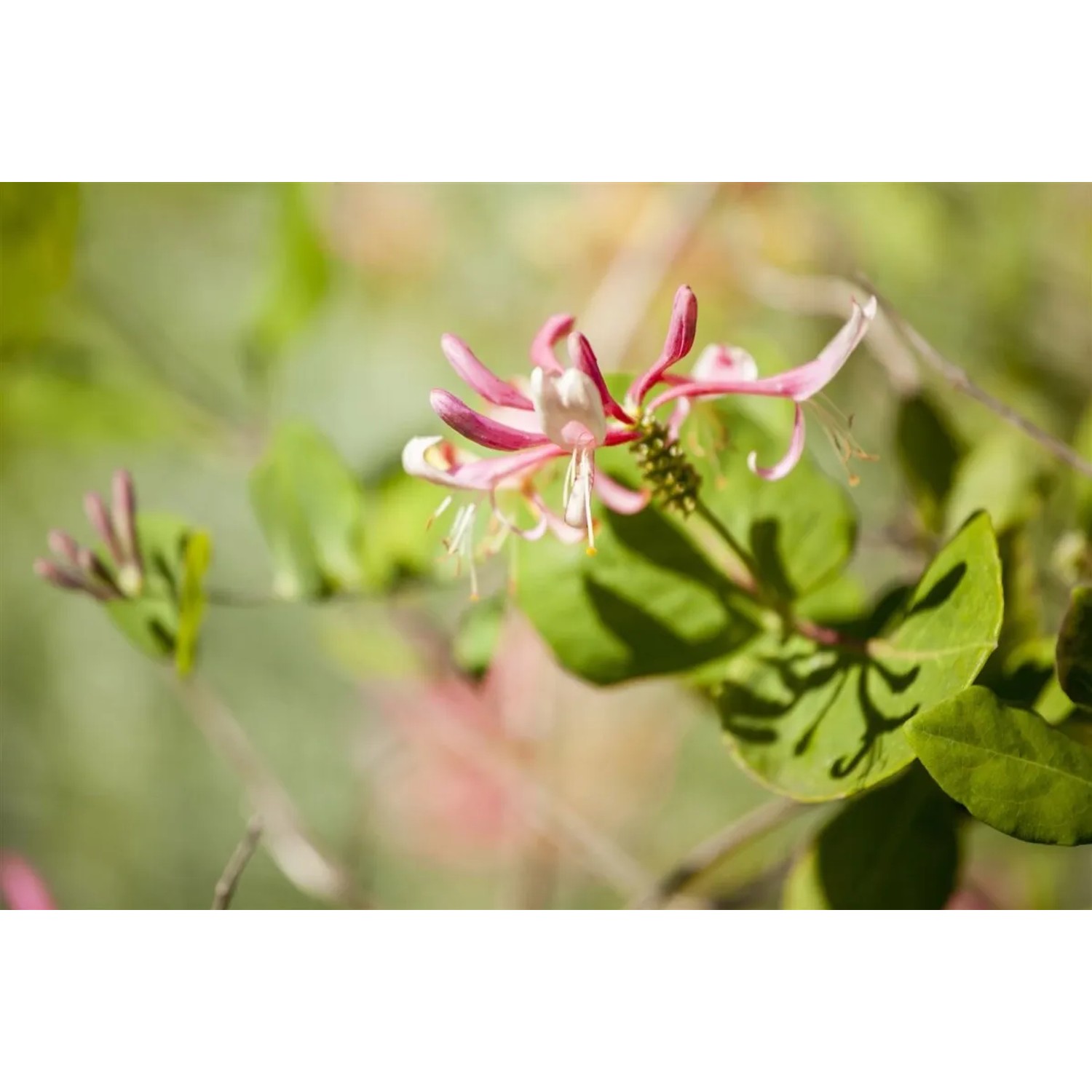 Nahaufnahme einer rosa-gelben Blüte des duftenden Geißblatts (Lonicera Heckrottii).