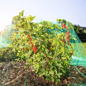 Beerenstrauch unter grünem Windhager Vogelschutznetz Rational 2x10m.