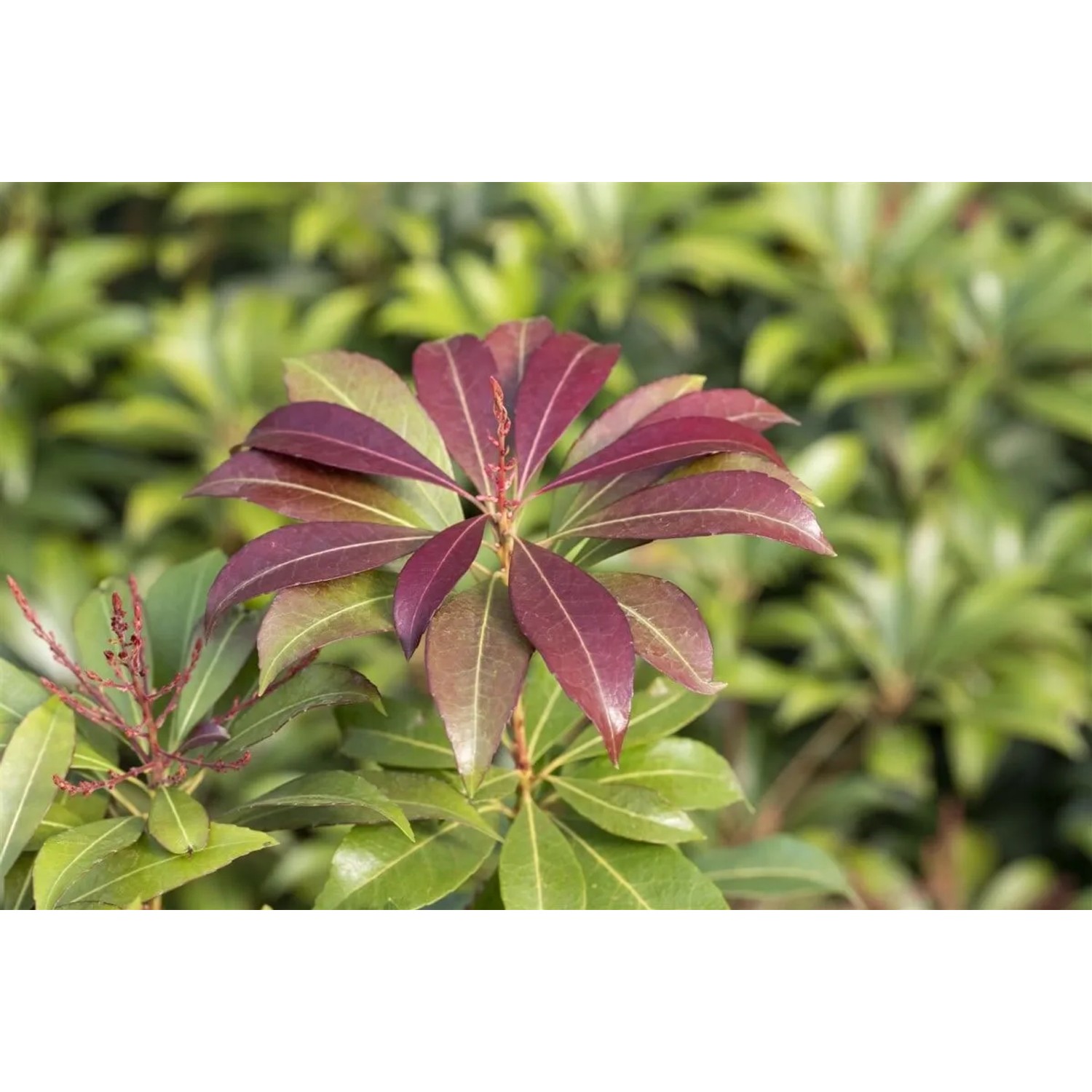 Detailaufnahme der Japanischen Lavendelheide 'Red Mill' mit roten Blättern.