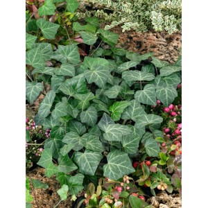 Immergrüner Efeu 'Woerner' (Hedera Helix) mit dunkelgrünen Blättern, ideal als Kletterpflanze oder Bodendecker.