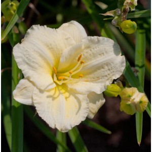 Nahaufnahme einer cremefarbenen Taglilie (Hemerocallis Serena Madonna) mit gelben Staubgefäßen.