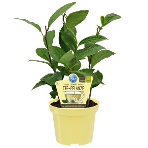 Blu Teepflanze (Camellia sinensis) im Topf, grüne Blätter. Ideal für eigenen Teeanbau.
