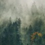 Komar Fototapete Vlies: Nebelverhangener Wald mit grünen und herbstlichen Bäumen, 100x250 cm.