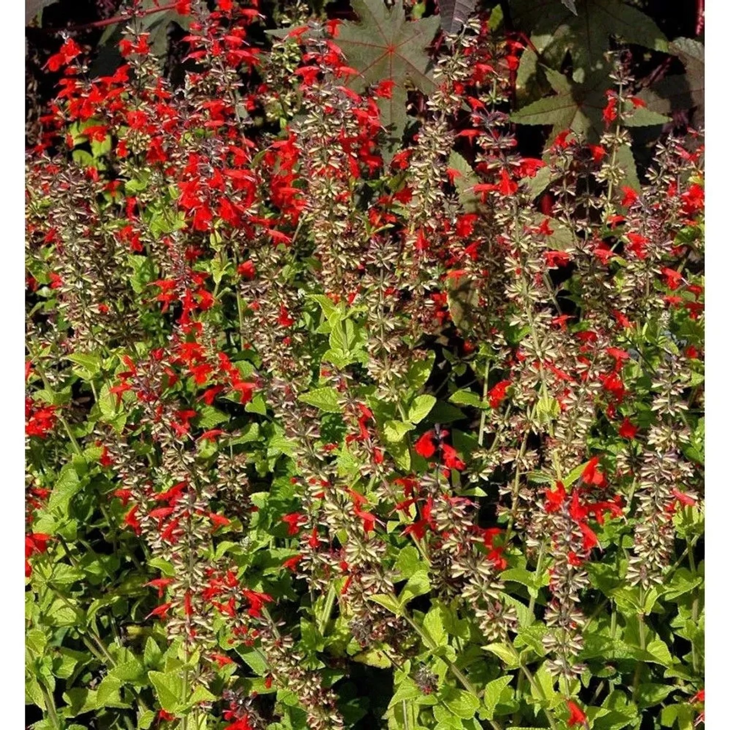 Garten Salbei Wendys Wish - Salvia cultorum