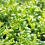 Immergrüne Japanische Stechpalme Ilex Crenata Convexa, 80-90 cm, mit dichten, grünen Blättern.