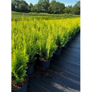 Chamaecyparis 'Stardust' (40-50 cm) als Heckenpflanze mit goldgelbem Laub im Topf.