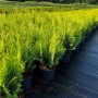 Chamaecyparis 'Stardust' (40-50 cm) als Heckenpflanze mit goldgelbem Laub im Topf.