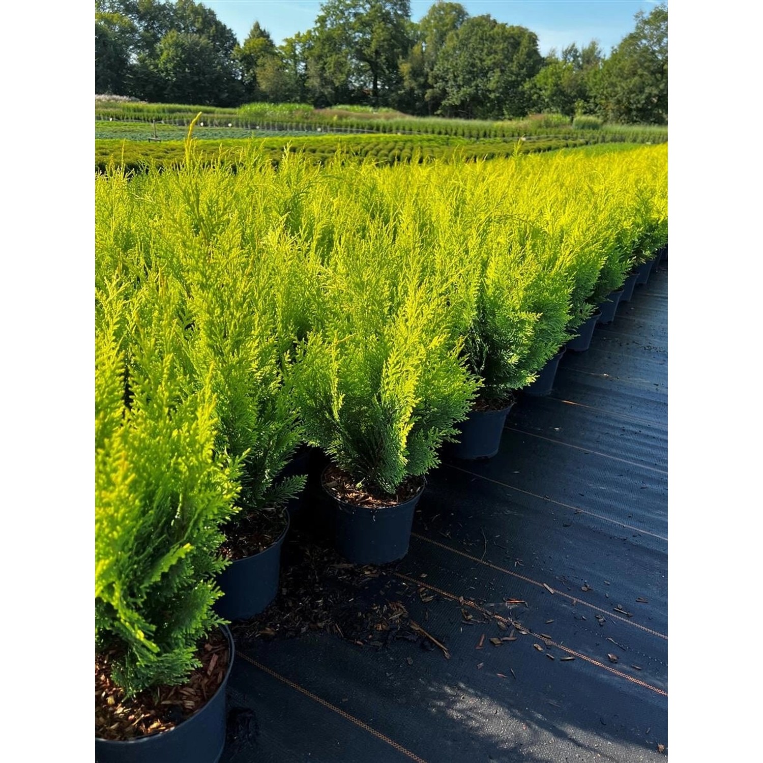 Chamaecyparis lawsoniana 'Stardust' 40-50 cm günstig online kaufen