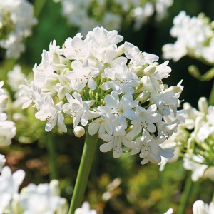 Nahaufnahme einer weißen GROW by OBI Agapanthus Albus Blüte, ca. 80 cm hoch.