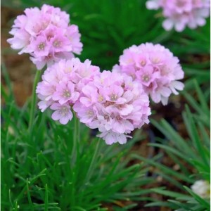 Grasnelke Röschen (Armeria caespitosa) mit vielen kleinen, hellrosa Blüten und grünen Blättern. Eine schöne Staude für den Garten.