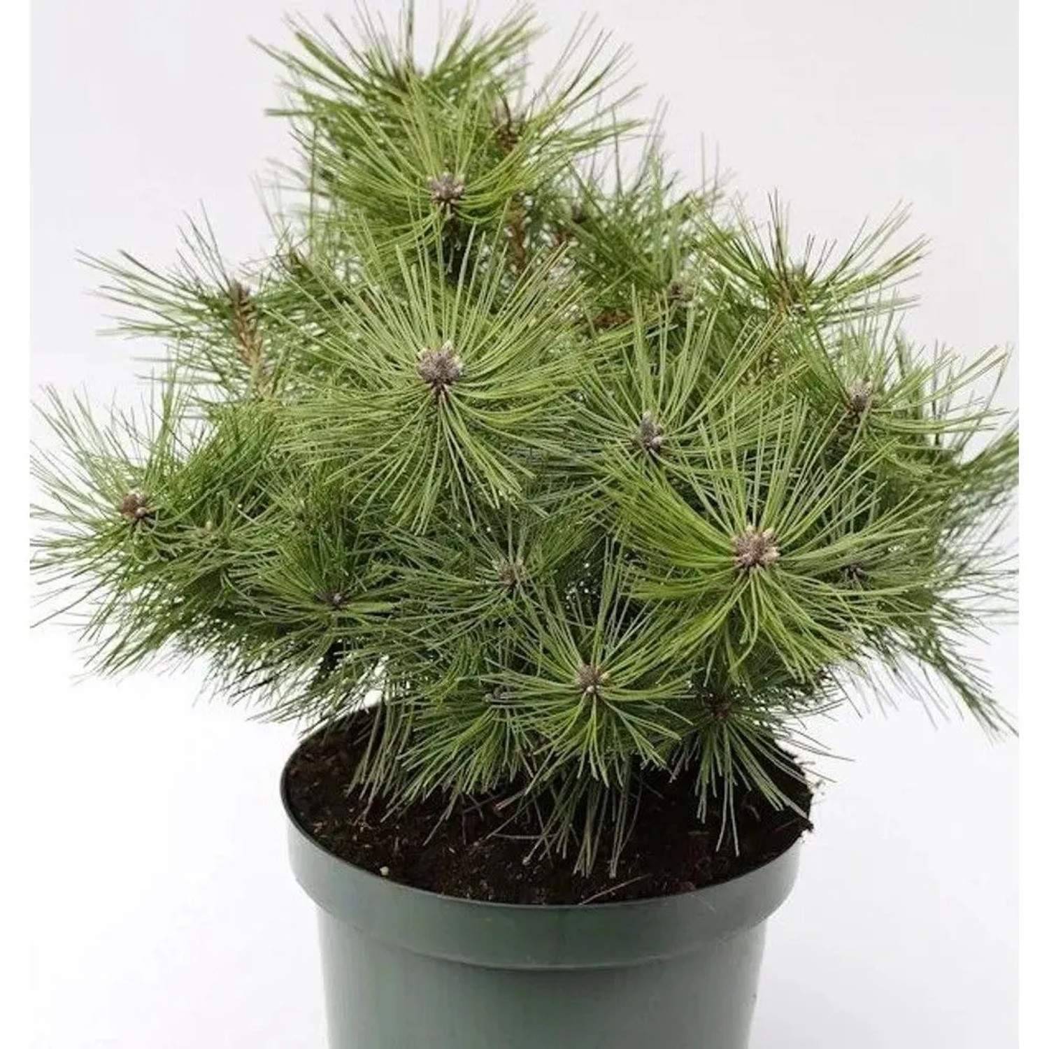 Japanische Rotkiefer Jane Kluis 30-40cm - Pinus densiflora