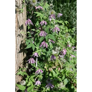 Rosa Clematis Country Rose Kletterpflanze mit zarten Blüten an einer Baumrinde.