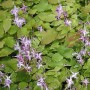 6 x Elfenblume 'Lilafee' Epimedium grandiflorum Topf 9cm Hellviolette Blüten