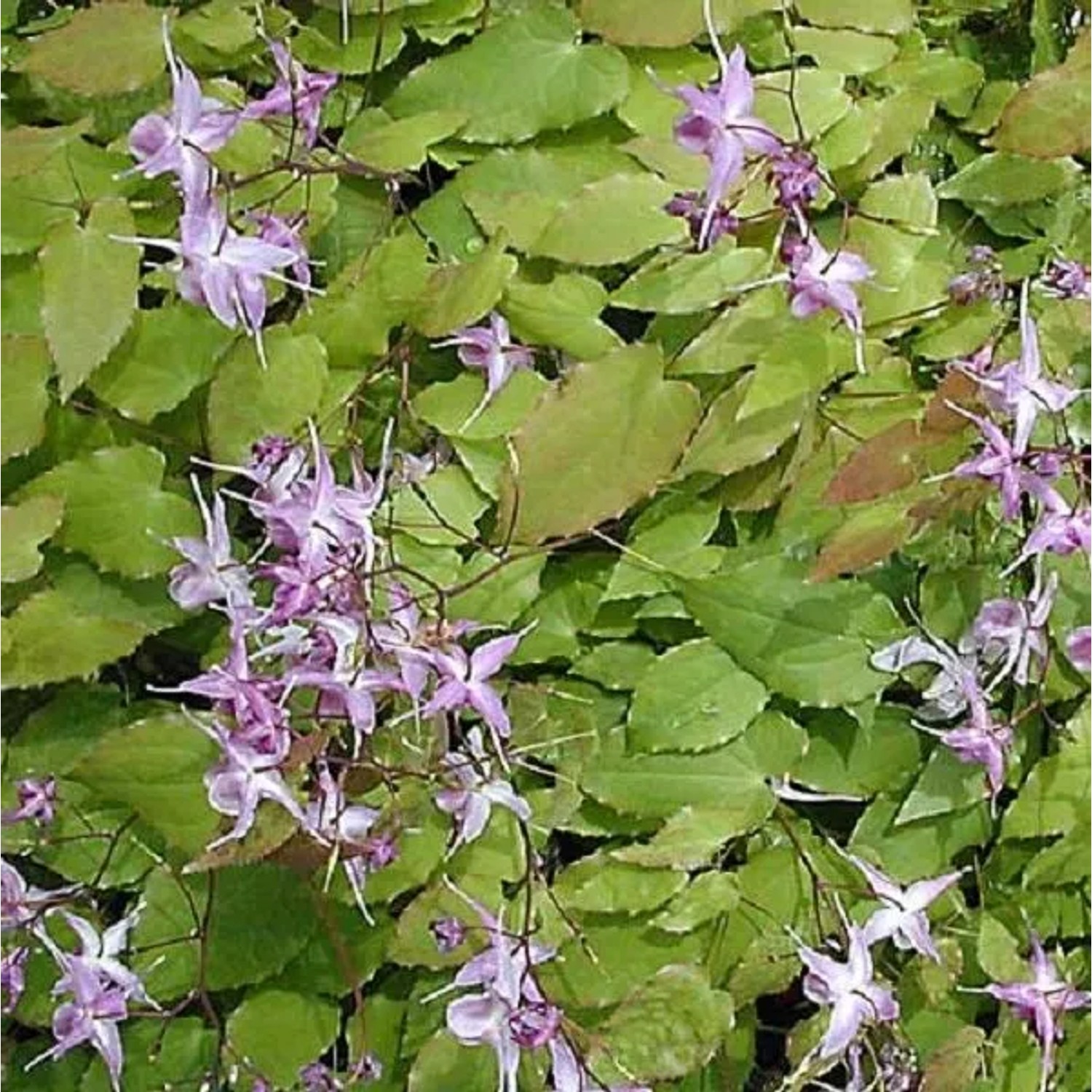6 x Elfenblume 'Lilafee' Epimedium grandiflorum Topf 9cm Hellviolette Blüten