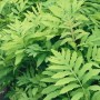 Nahaufnahme des grünen Perlfarns (Onoclea sensibilis), einer eleganten Staude für halbschattige Standorte.