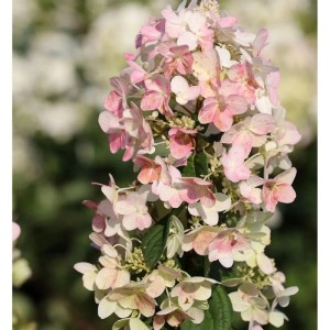 Rispenhortensie Confetti 40-60cm - Hydrangea paniculata