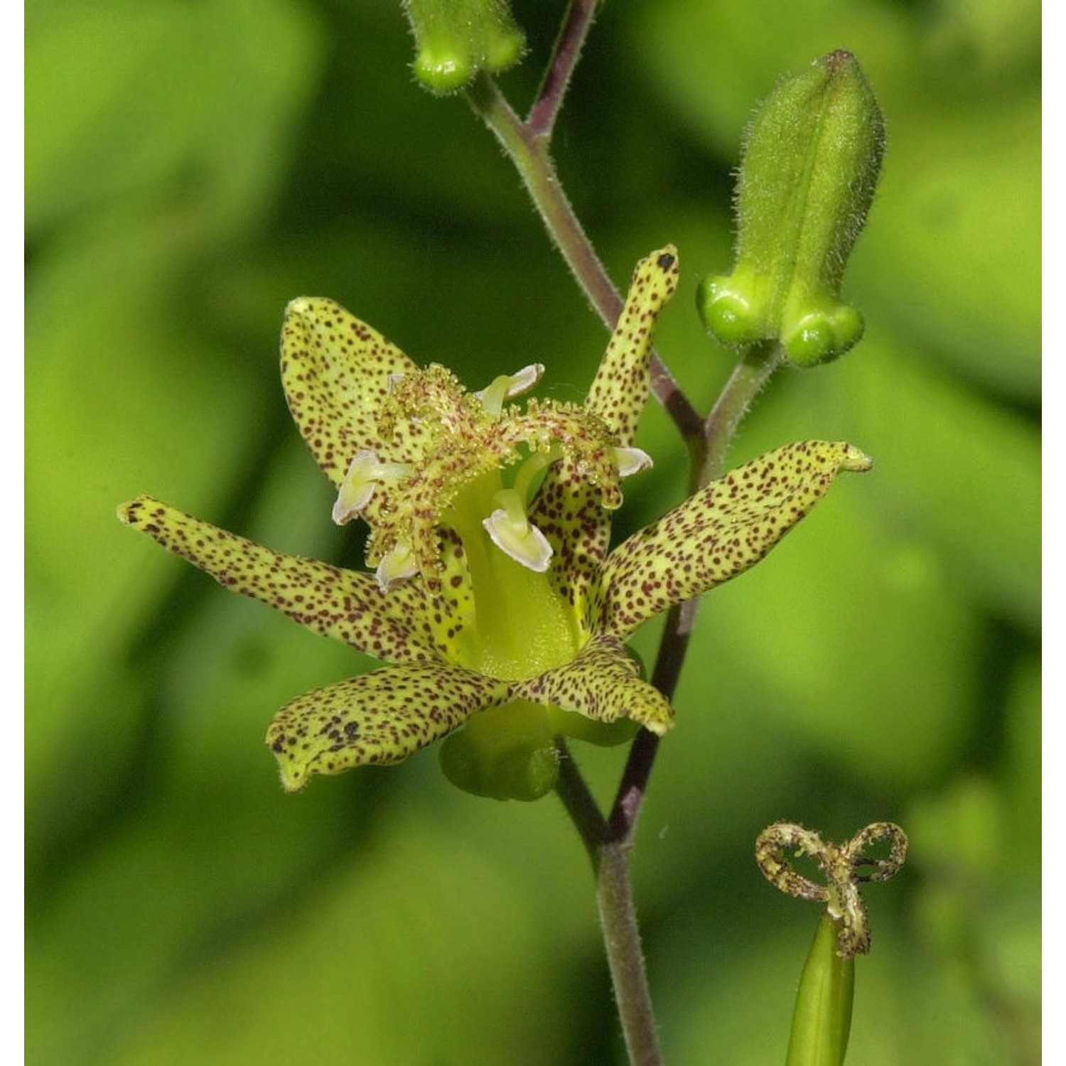 Krötenlilie - Tricyrtis latifolia günstig online kaufen