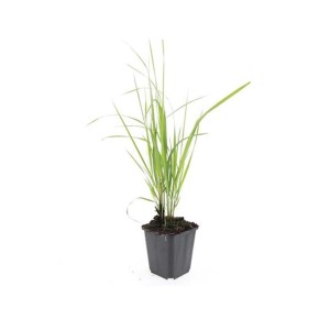 Exotenherz Reitgras 'Karl Foerster' im 9cm Topf. Ziergras für den Garten, winterhart und pflegeleicht.