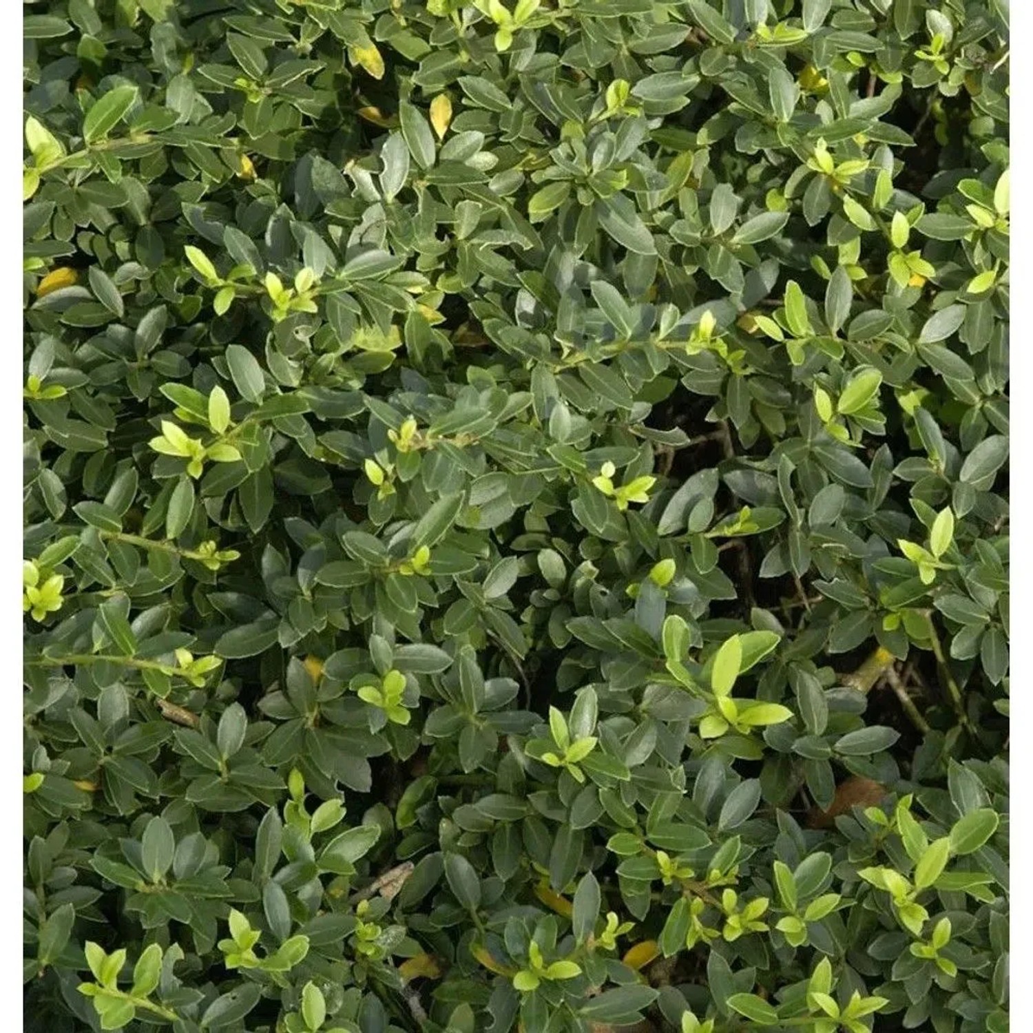Kegelschnitt Löffel Ilex Dark Green 50-60cm - Ilex crenata