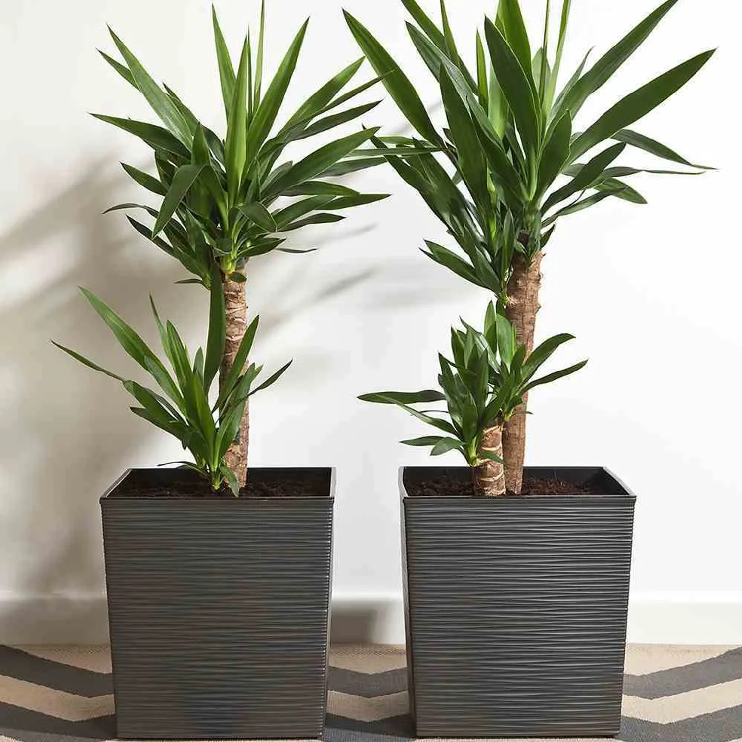 Zwei graue Siena Garden Pflanzgefäße 'Modern Biron' mit Rillenoptik und grünen Pflanzen.
