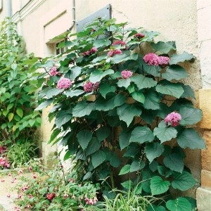 Clerodendrum Bungei (Losbaum), 80-100 cm, mit rosa Blüten und grünen Blättern an einer Hauswand.