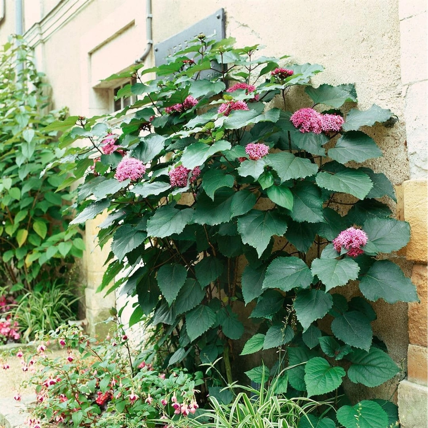 Clerodendrum Bungei Losbaum 80-100 cm günstig online kaufen