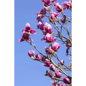 Blühende Tulpenmagnolie (Magnolia Liliiflora) mit purpurfarbenen Blüten vor blauem Himmel.