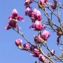 Blühende Tulpenmagnolie (Magnolia Liliiflora) mit purpurfarbenen Blüten vor blauem Himmel.